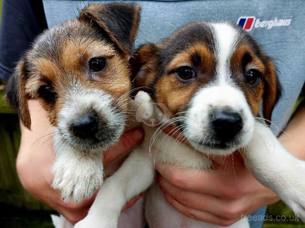 Jack Russell pups for sale in Romsey, Hampshire - Image 1