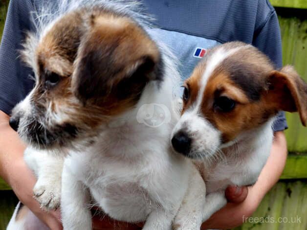 Jack Russell pups for sale in Romsey, Hampshire - Image 2