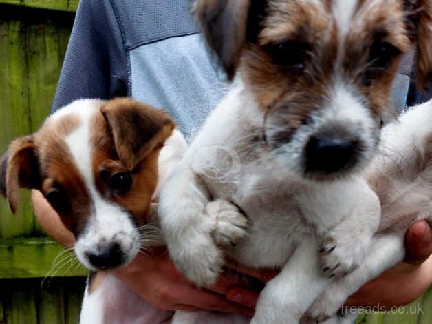 Jack Russell pups for sale in Romsey, Hampshire - Image 3