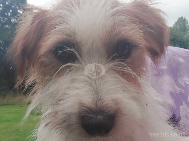 Jack Russell pups for sale in Romsey, Hampshire - Image 4