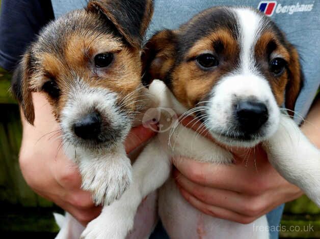 Jack Russell pups for sale in Romsey, Hampshire - Image 5