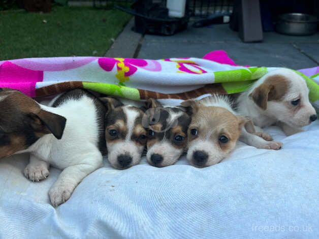 Jack Russell Pups for sale in Royston, Glasgow City