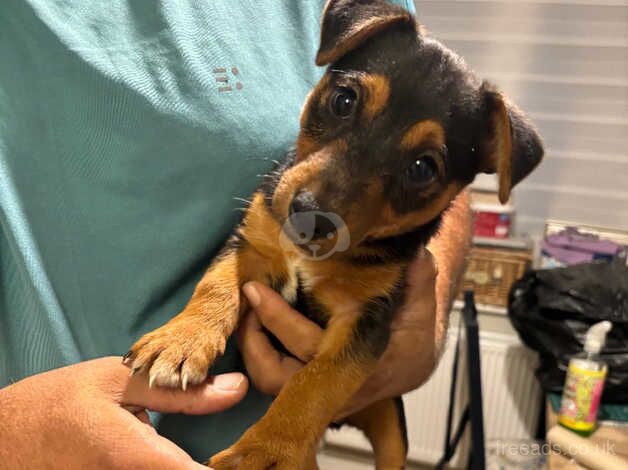 Jack Russell pups for sale in Salisbury, Wiltshire