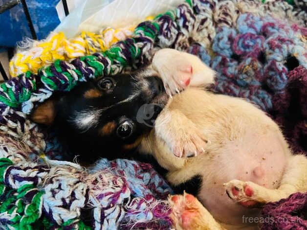 Jack Russell pups for sale in Shifnal, Shropshire - Image 1