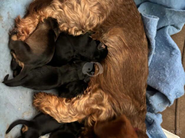 Jack Russell pups for sale in Shifnal, Shropshire - Image 4