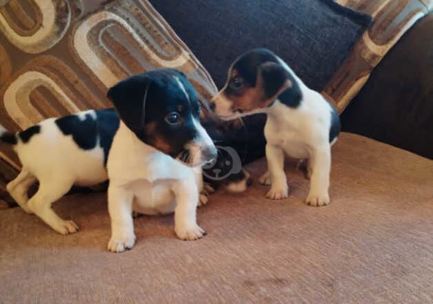 Jack Russell pups for sale in Tonypandy, Rhondda Cynon Taf