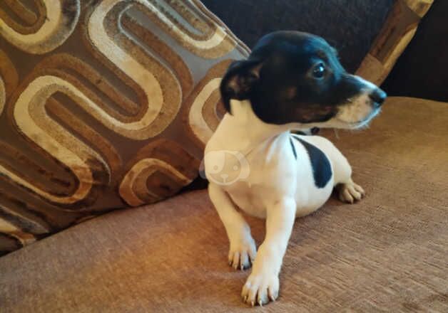 Jack Russells for sale in Tonypandy, Rhondda Cynon Taf