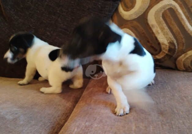 Jack Russell pups for sale in Tonypandy, Rhondda Cynon Taf - Image 3