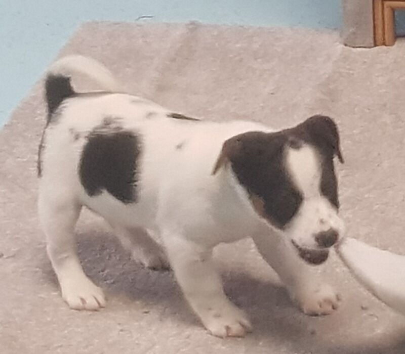 Jack Russell pups, KC reg. DNA clear: SCA, LOA. for sale in Old Burghclere, Hampshire