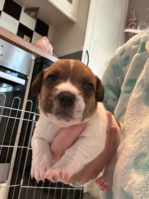 Jack Russell pups puppies tan white fawn 5 left boys girls for sale in Kelty, Fife