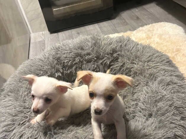 Jack Russell Puppies for sale in Gloucestershire