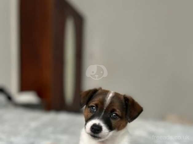 Jack Russell s really beautiful boys for sale in Exeter, Devon