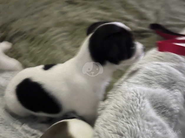 Jack Russells for sale in Exeter, Devon