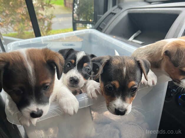 Jack Russell Puppies for sale in Devon