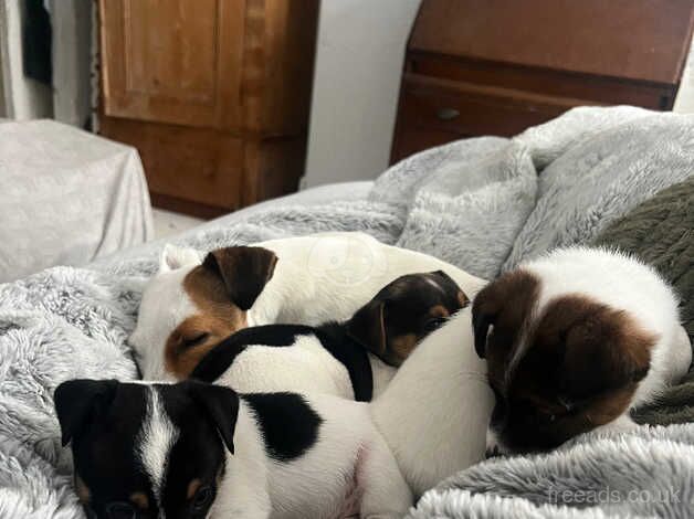 Jack Russell Puppies for sale