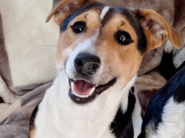 Jack russell STUD for sale in Sandwich, Kent