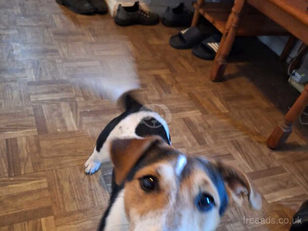 Jack russell STUD for sale in Sandwich, Kent - Image 2