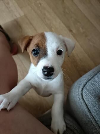 Jack Russell terrier bitch. for sale in Bodmin, Cornwall