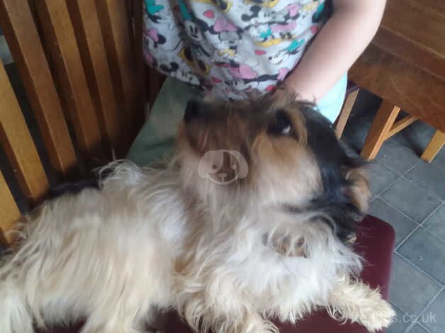 Jack Russell terrier for sale in Derby, Derbyshire