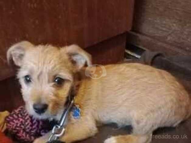 Jack Russell Terrier for sale in Wakefield, West Yorkshire