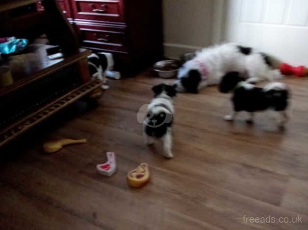 Jack Russell terrier last one off litter of 4 for sale in Merthyr Tydfil