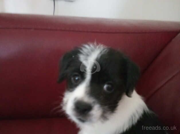 Jack Russell terrier last one off litter of 4 for sale in Merthyr Tydfil - Image 2