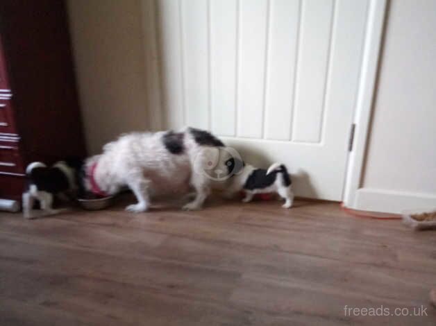 Jack Russell terrier last one off litter of 4 for sale in Merthyr Tydfil - Image 4