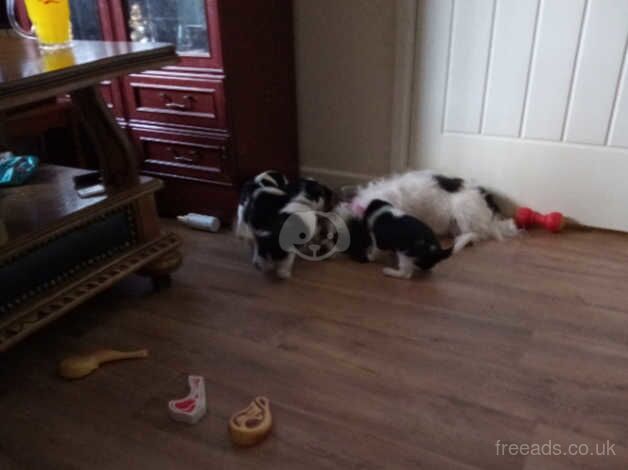 Jack Russell terrier last one off litter of 4 for sale in Merthyr Tydfil - Image 5