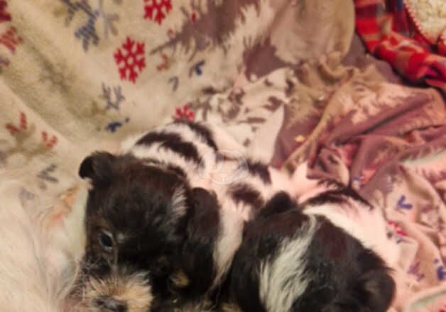 Jack Russell Terrier Puppies for sale in Chichester, West Sussex