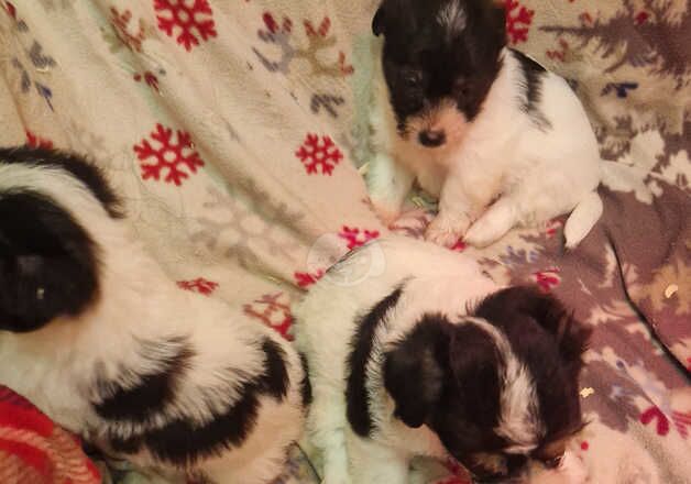 Jack Russells for sale in Chichester, West Sussex