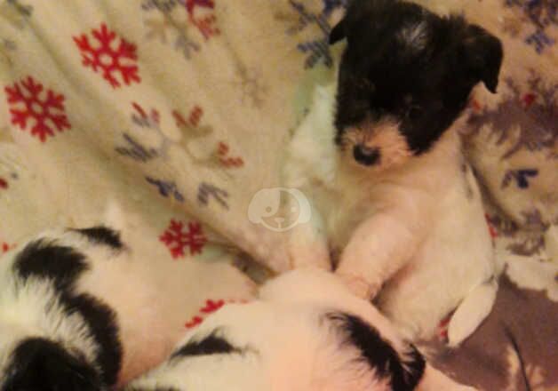 Jack Russell Puppies for sale in West Sussex