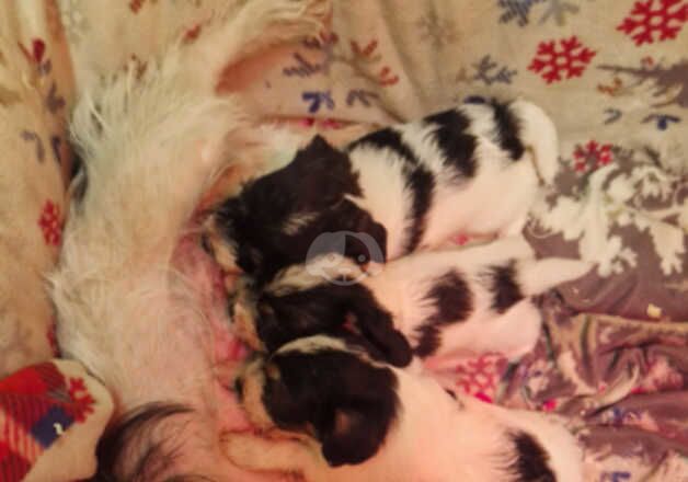 Jack Russell Puppies for sale