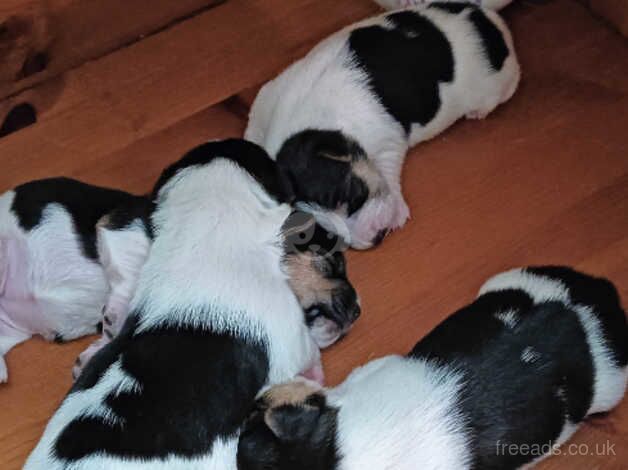 Jack Russell Terrier puppies for sale in Oswestry/Croeswallt, Shropshire - Image 2