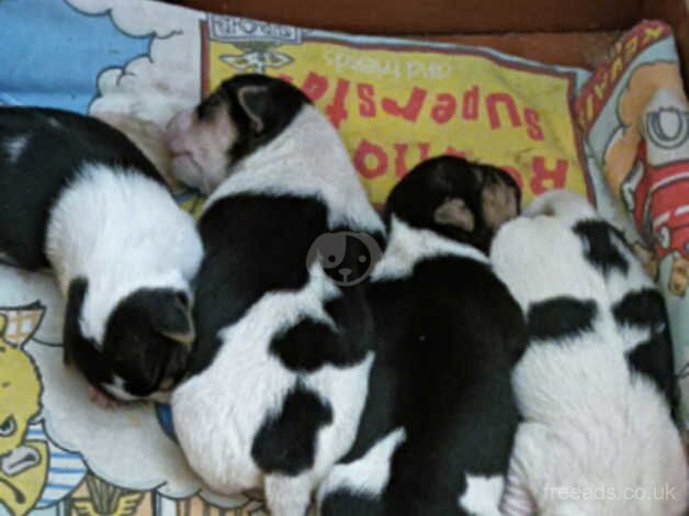 Jack Russell Terrier puppies for sale in Oswestry/Croeswallt, Shropshire - Image 3