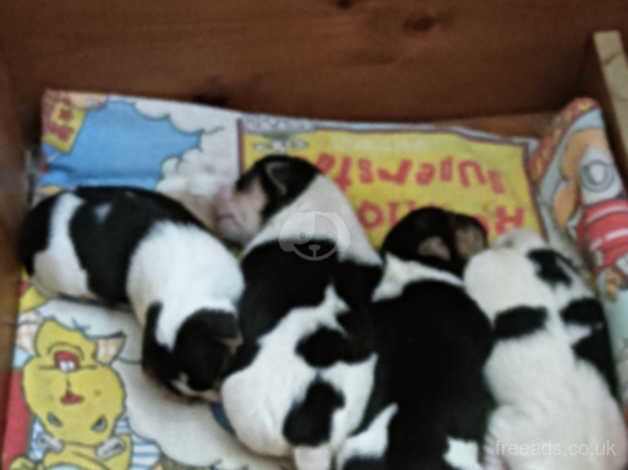 Jack Russell Terrier puppies for sale in Oswestry/Croeswallt, Shropshire - Image 4