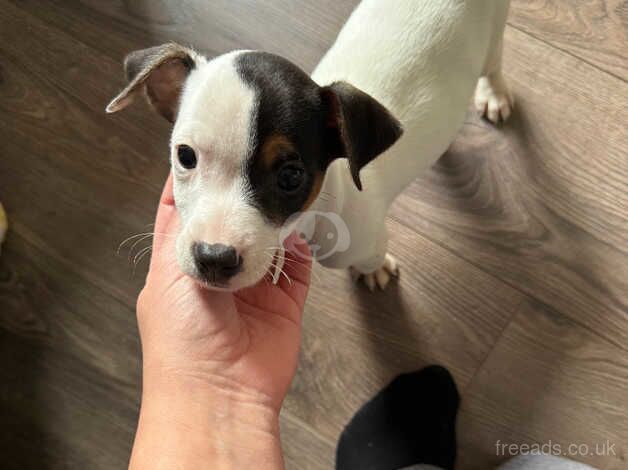 Jack Russell terrier puppy for sale in Telford, Shropshire