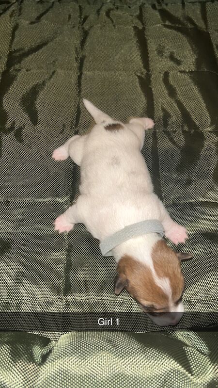 Jack Russell terrier pups for sale in North Shields, Tyne and Wear - Image 2