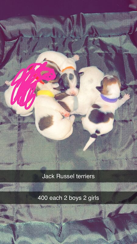 Jack Russell terrier pups for sale in North Shields, Tyne and Wear - Image 4