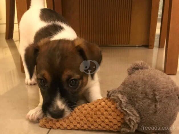 Jack Russell Terrier Pups for Sale in Derby, Derbyshire - Image 2