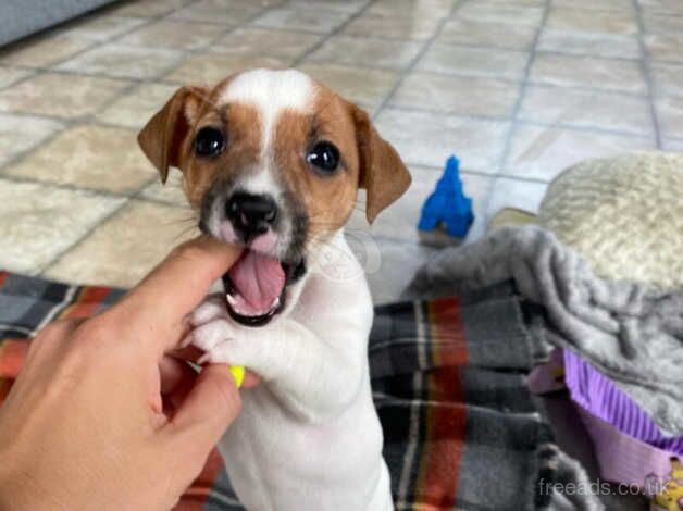 Jack Russell Terrier Pups for Sale in Derby, Derbyshire - Image 3