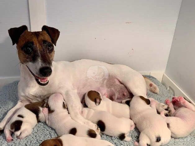 Jack Russell Terrier Pups for Sale in Derby, Derbyshire - Image 4