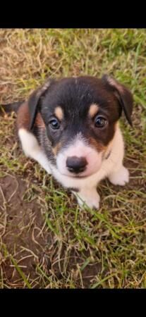 Jack Russell Terrier x Pembroke Corgi for sale in Ruthin/Rhuthun, Denbighshire