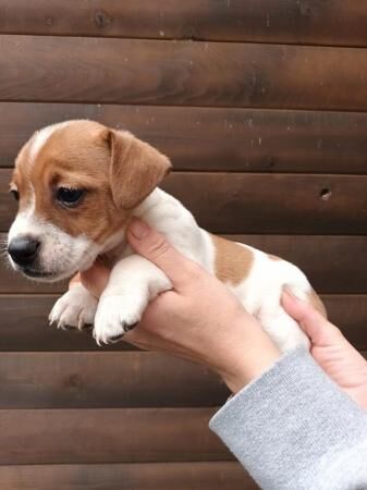 Jack Russell terrier x puppies for sale in Kingston upon Hull, East Riding of Yorkshire