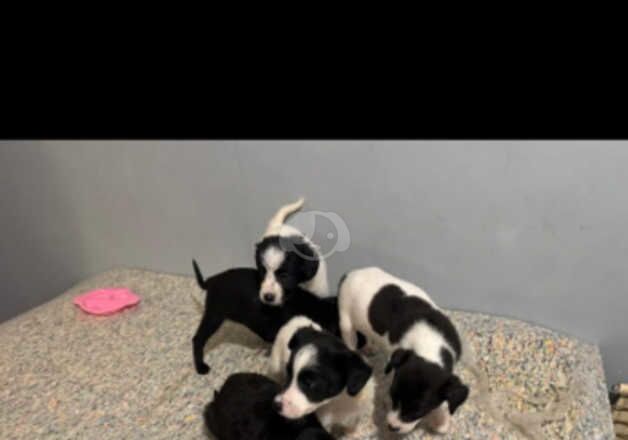 Jack Russell Puppies for sale