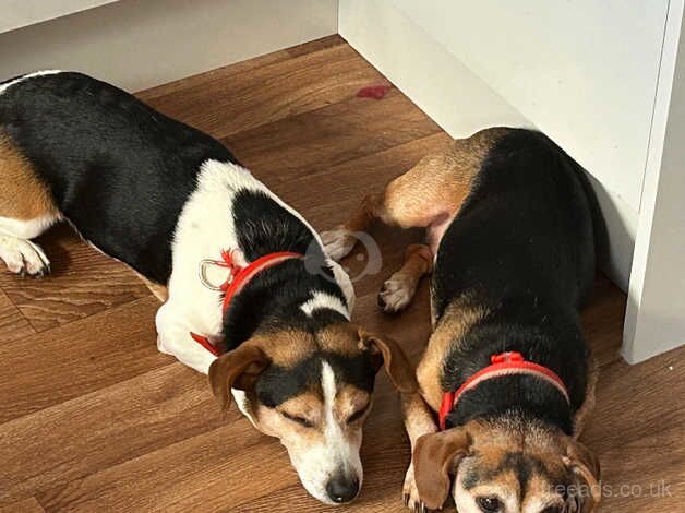 Jack Russell times 2 for rehoming for sale in Cullompton, Devon