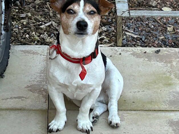 Jack Russell times 2 for rehoming for sale in Cullompton, Devon - Image 3