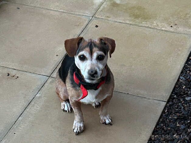 Jack Russell times 2 for rehoming for sale in Cullompton, Devon - Image 4