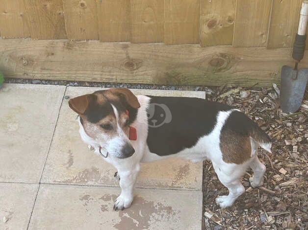 Jack Russell times 2 for rehoming for sale in Cullompton, Devon - Image 5