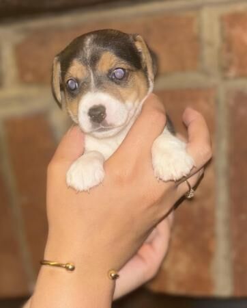 Jack Russell X Border Fox Terrier puppies for sale in Ashbourne, Derbyshire