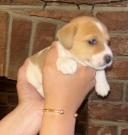 Jack Russell X Border Fox Terrier puppies for sale in Ashbourne, Derbyshire - Image 2